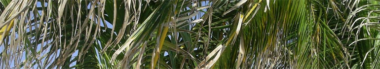 irielife.net header image 3